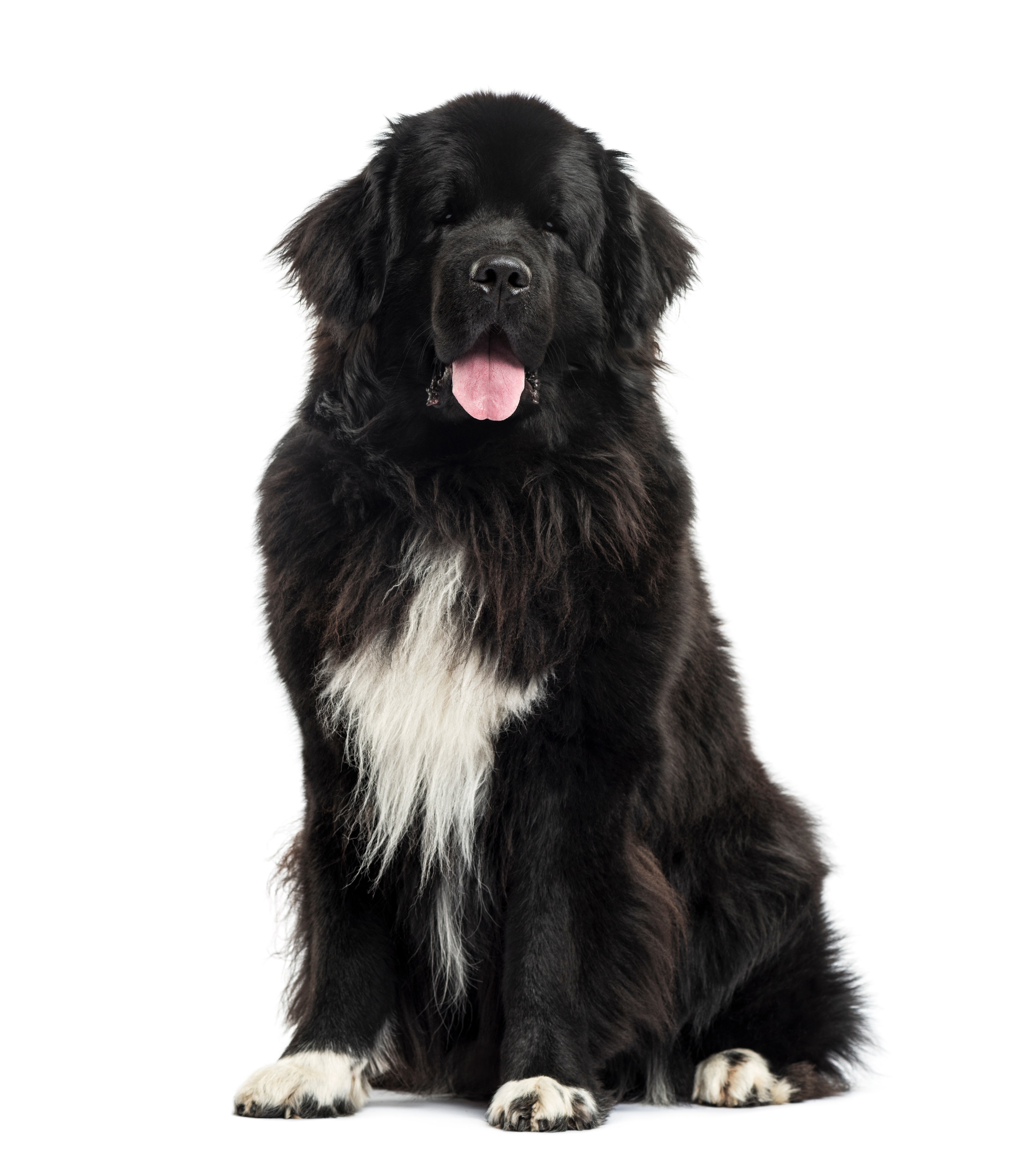 Shops all white newfoundland dog